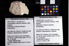 Foto (Objket + Etiketten) von Cracensigillatus acutirostrus (Moericke, 1889) 